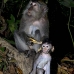 monkey_macaque_balinese_mf_ubud_v_1332_bal5053.jpg